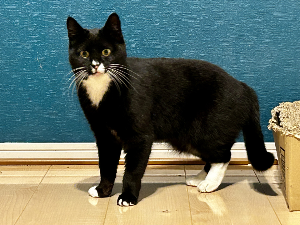 頼れるお母さん！2ニャンのママ猫