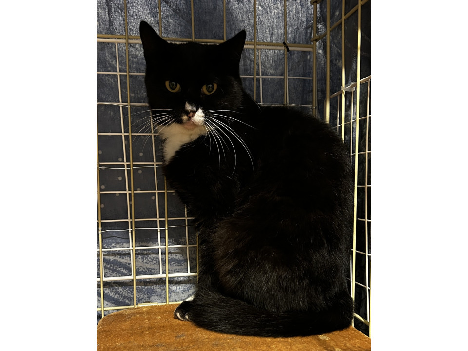 頼れるお母さん!3ニャンのママ猫