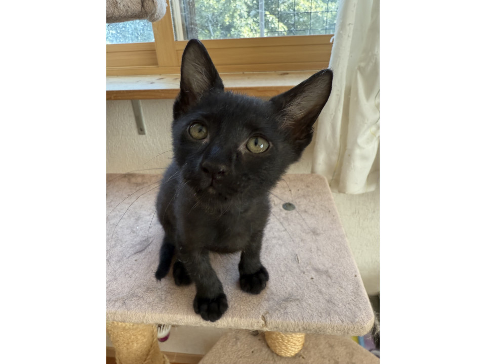 乳飲み子なのに1匹で突然現れました