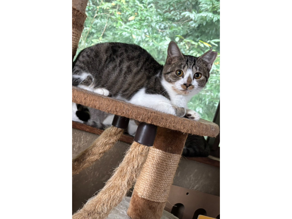 熊本の山中に兄弟姉妹7匹で遺棄