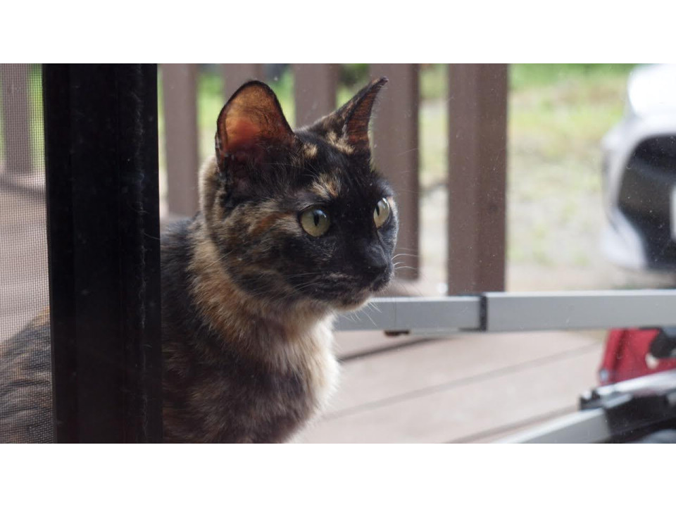 ひざ乗りかまってちゃんの女の子