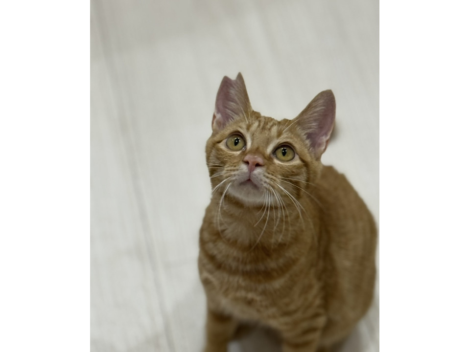 お膝でジッとうずまるチャロ君