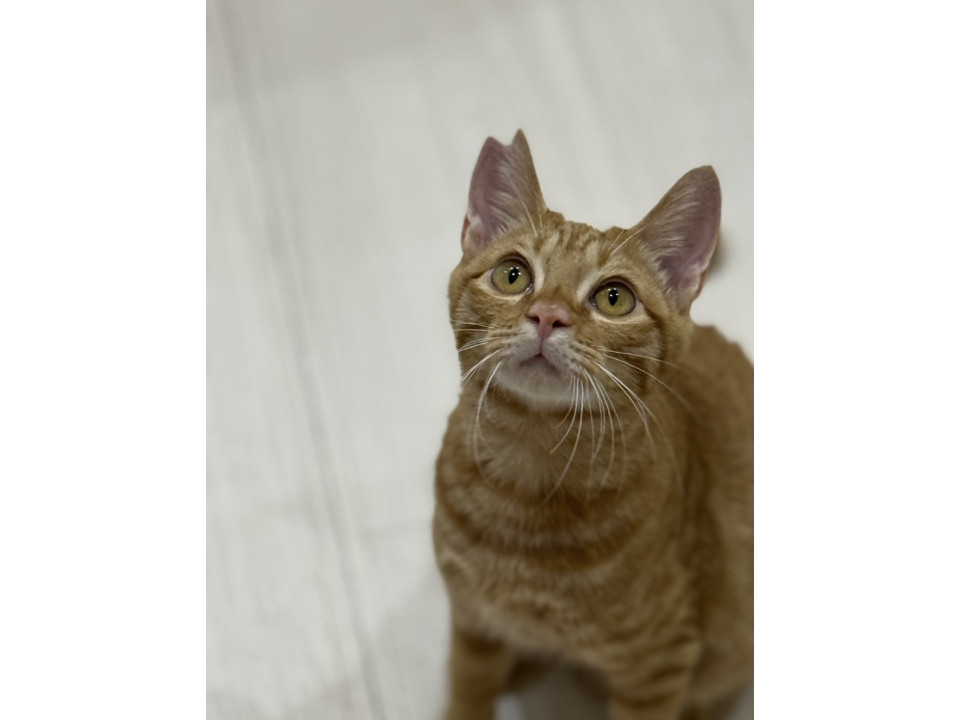 ずっとのお家を探してるチャロ君