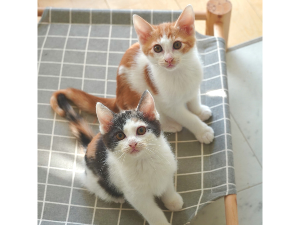 元気＆甘えんぼの仲良し兄妹♡（ペアのみ）