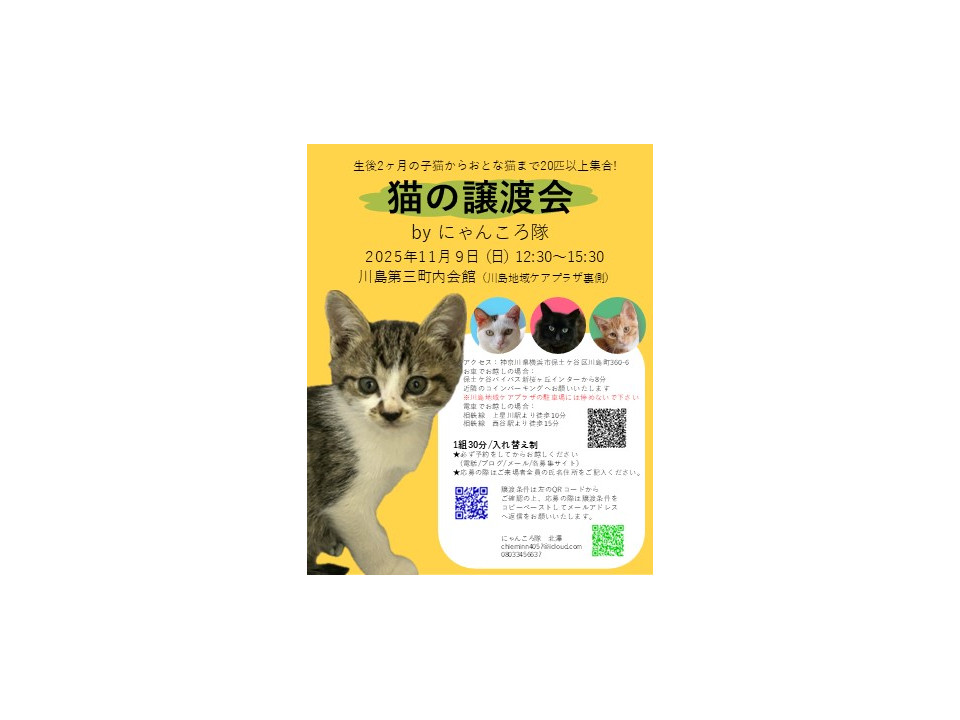 キジちゃん 26点 おまとめ 11日更新 猫]神奈川県横浜市保土ケ谷区の里親募集 11/9譲渡会 キジ白の