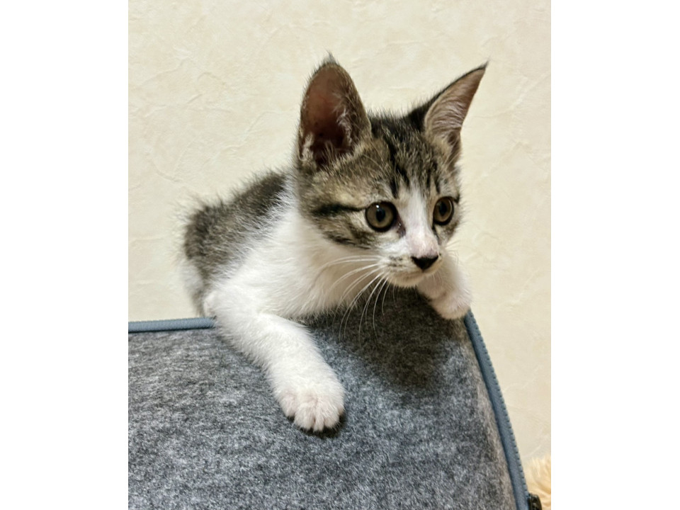 11/9譲渡会 キジ白の男の子 かんた