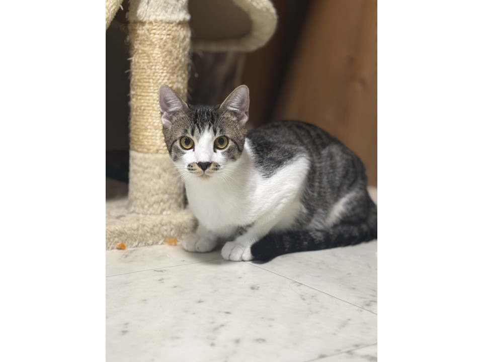 泥棒ヒゲ?がとても可愛い❣️