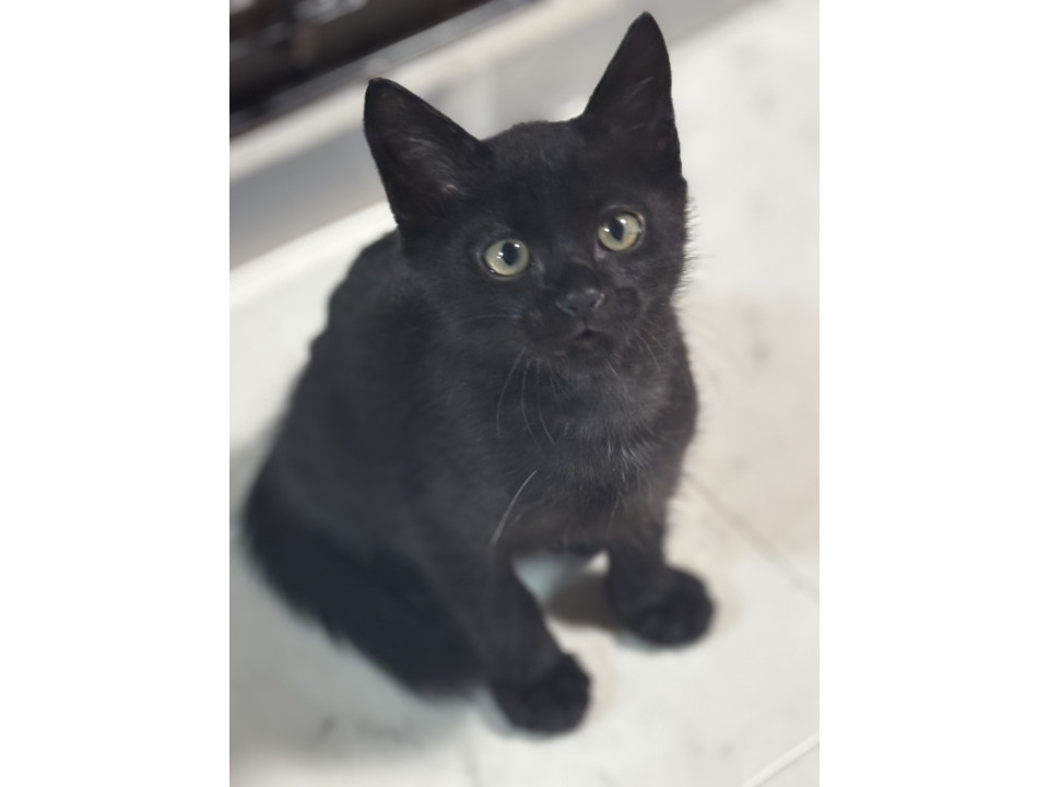 小悪魔に変身しちゃったコムタ君❣️