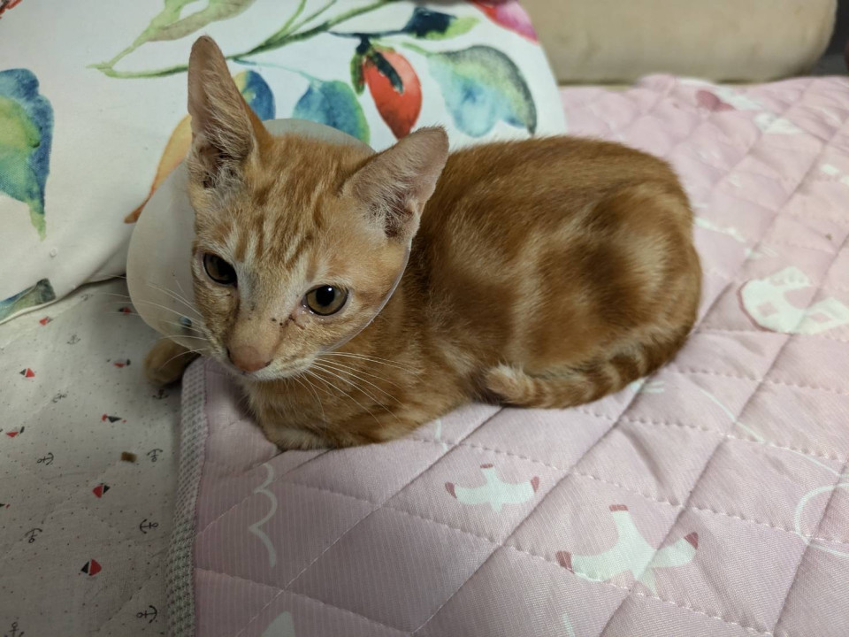 たった1匹で頑張ってた子