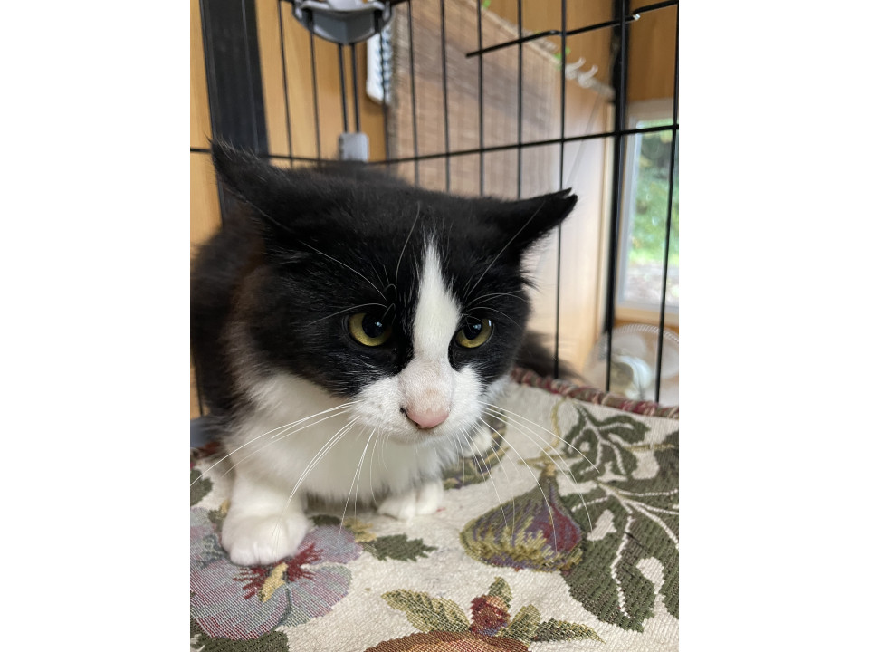 もふもふなハチワレの男の子