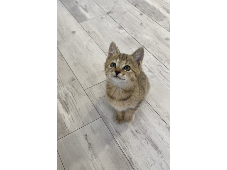 飼い主さん募集中