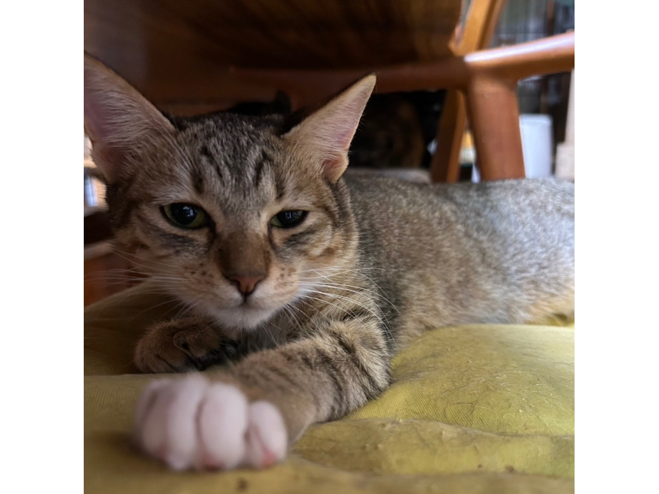 手足短めの垂れ目女子