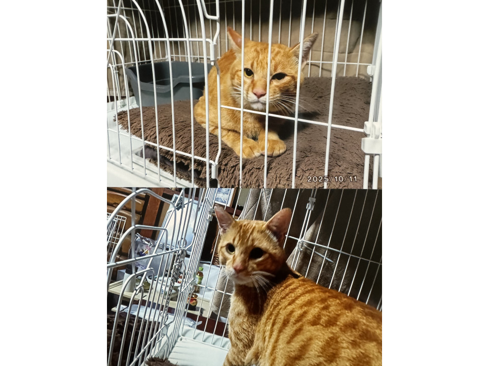 人が大好きな茶トラくん