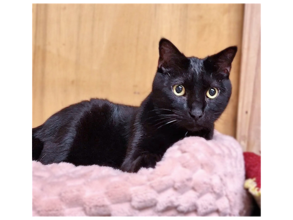 落ち着いた黒猫男子❤️小太郎くん