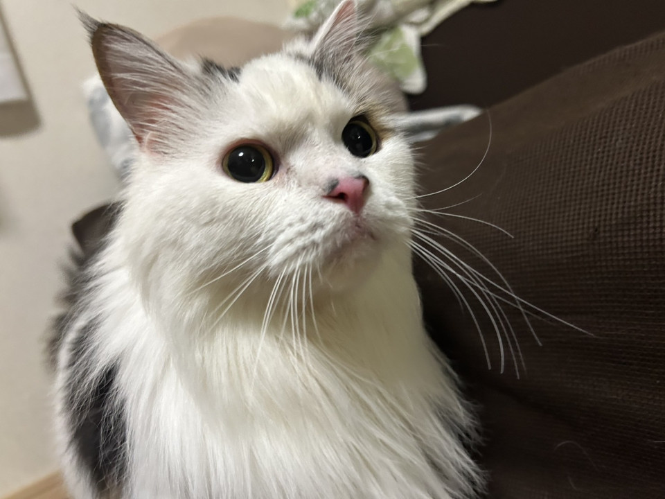 足長マンチカン 急募?