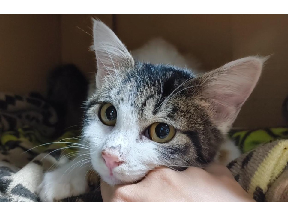 きじ白君、甘えん坊よだれマン