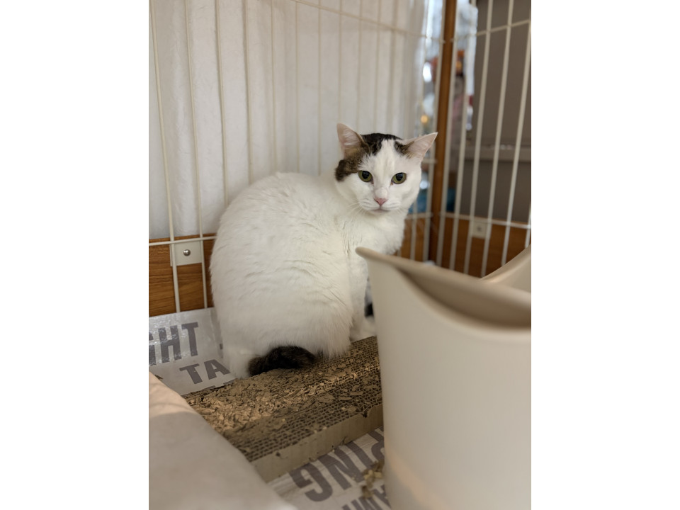 ふんわり優しい白キジの女の子