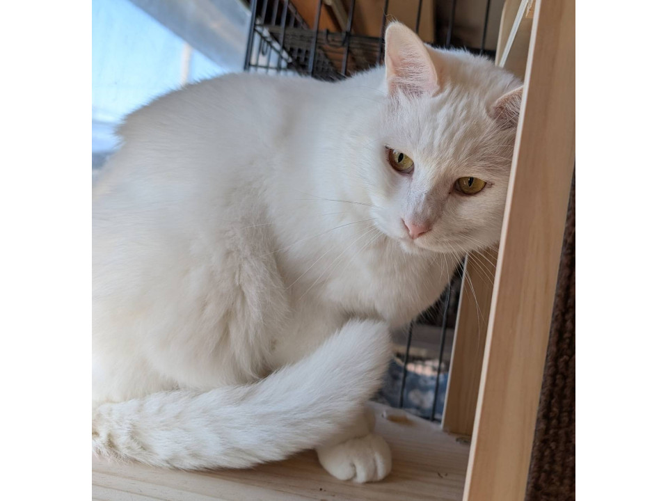 可愛い 白猫 わさお君