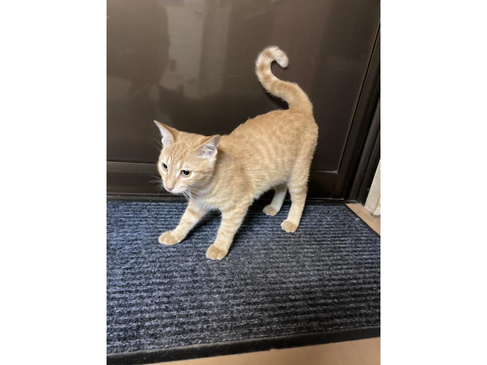 可愛いチャトラくんです