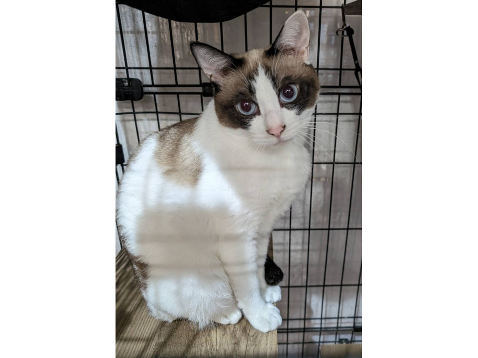 可愛い 女の子 避妊手術済み