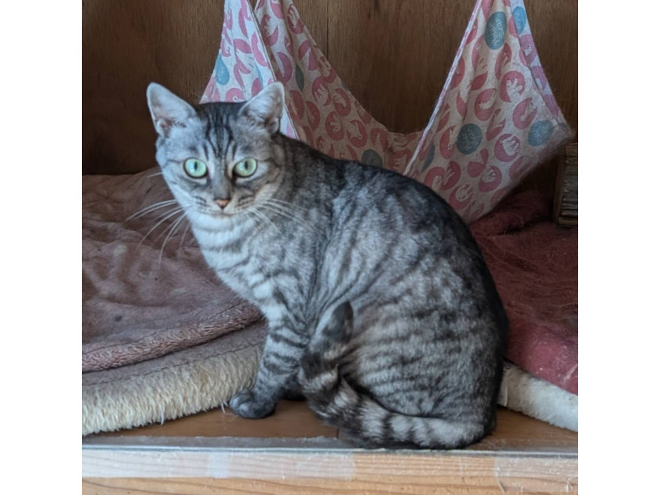 可愛い 女の子 避妊手術済み