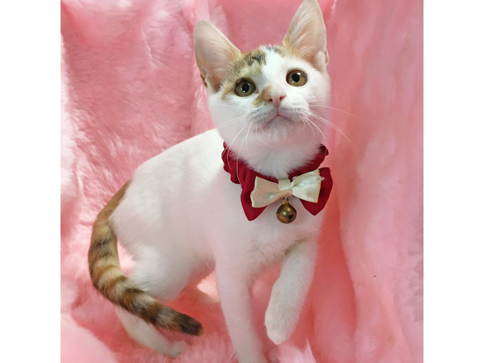 つぶらな瞳の白三毛『しらたまちゃん』