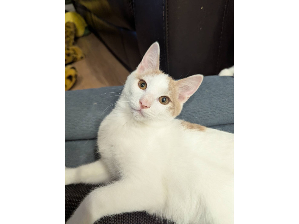 鍵しっぽが可愛い甘えん坊の点心