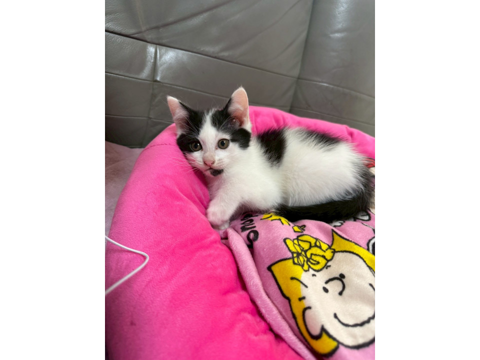 1.5カ月の甘えん坊の男の子