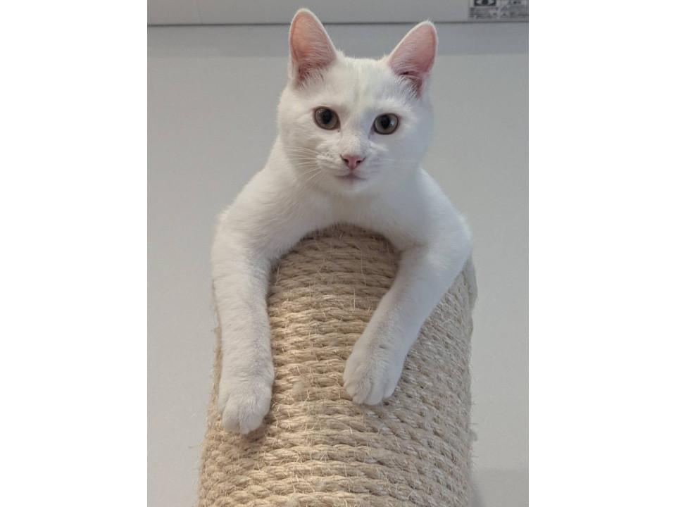 シッポだけニュアンスグレーのしおくん