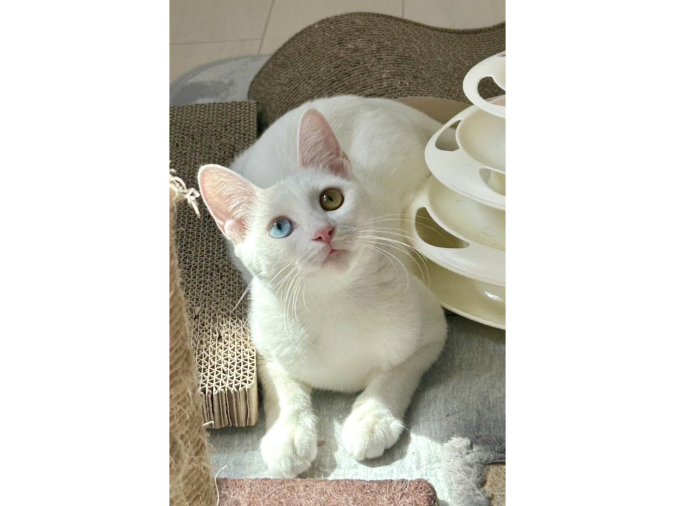 オッドアイの白猫アオちゃん