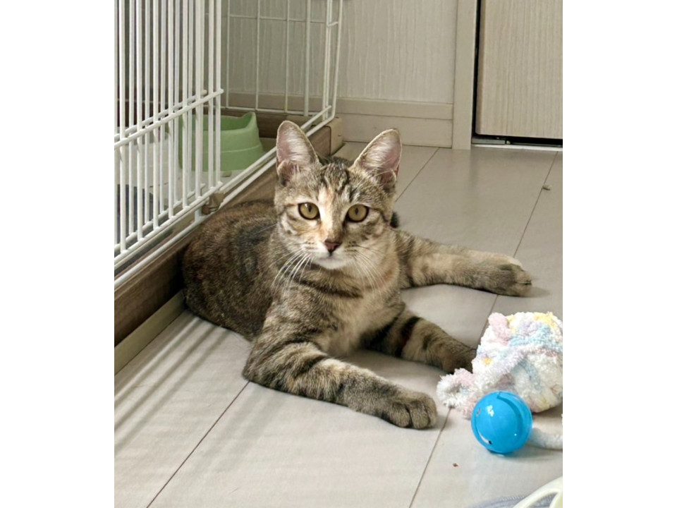 キジ虎可愛いハツちゃん