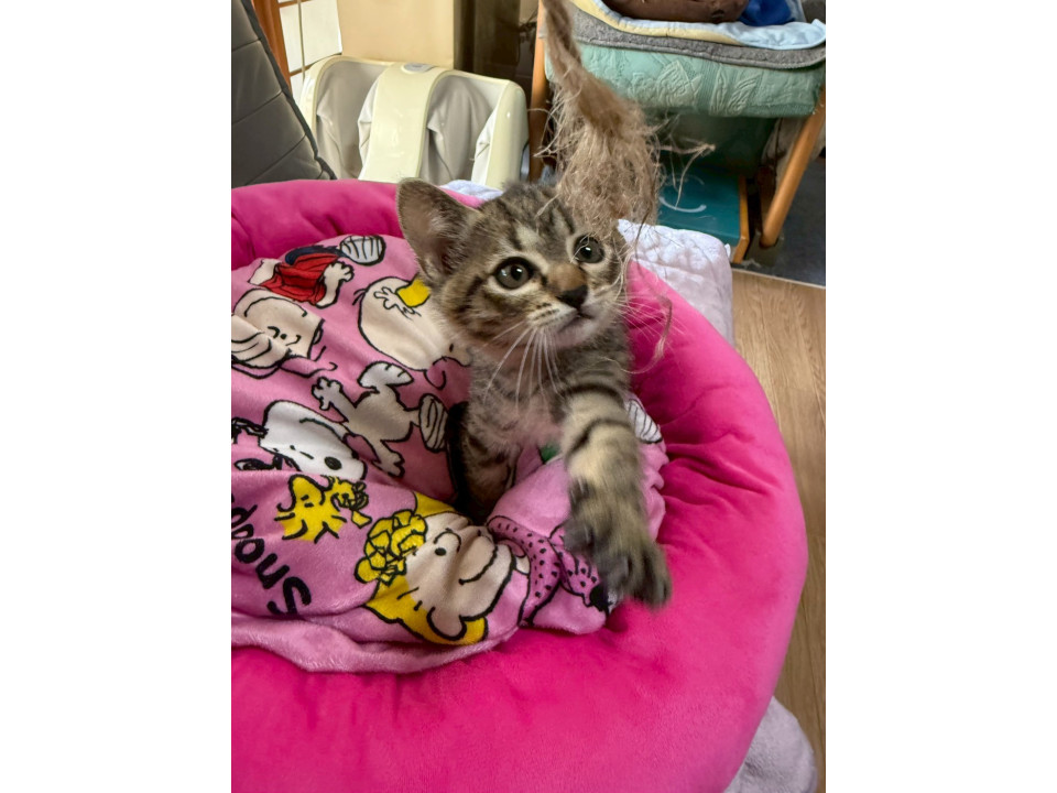 .1.5カ月の可愛い女の子です