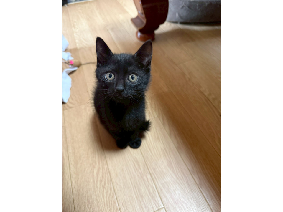 1.5カ月の可愛い男の子です