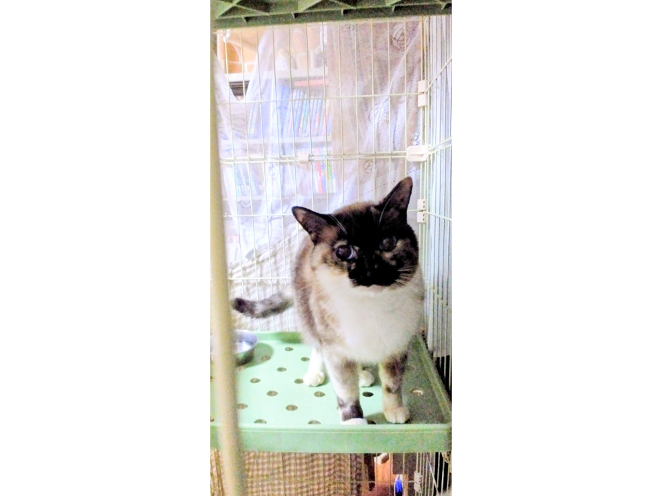 ケージ暮らし4ヶ月目のシャム柄の女の子