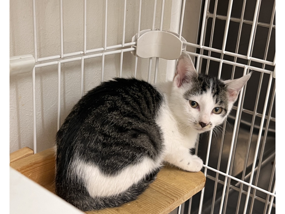 おヒゲが可愛いキジ白くん