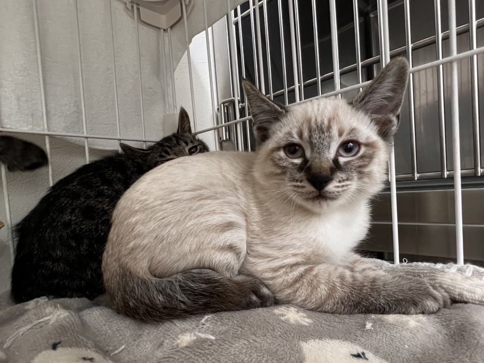 可愛いシャムミックスの男の子