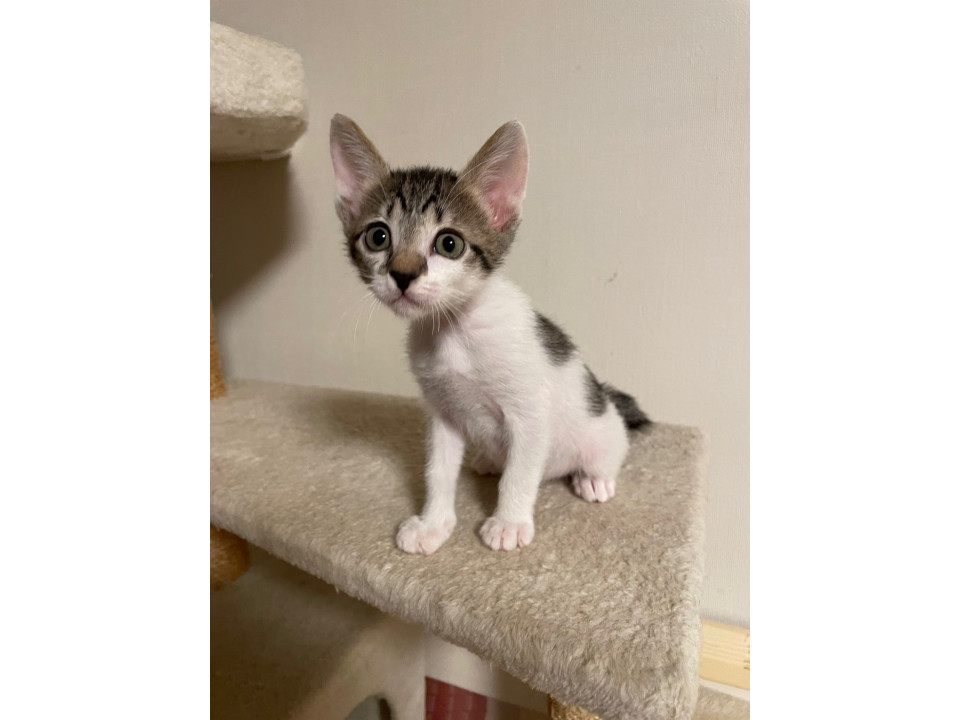 運動神経抜群!4兄妹のヨモギちゃん