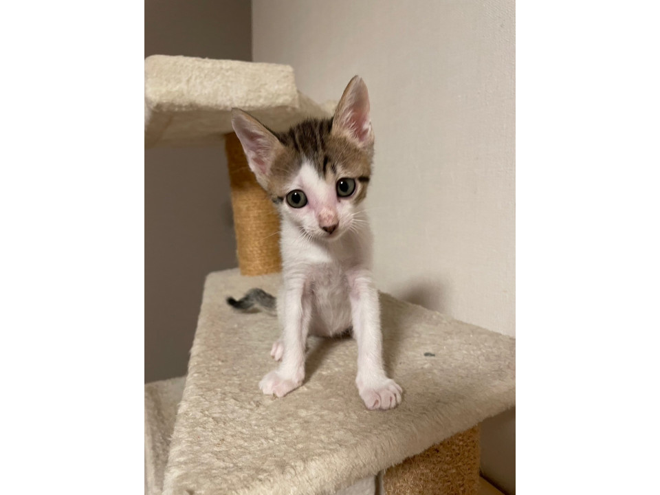 優しいお顔の男の子!4兄妹のススキくん