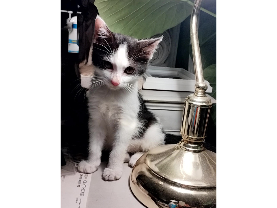 フィリックス似　甘えん坊の男の子