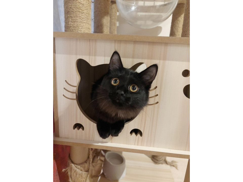 長毛2匹姉妹甘えん坊なゴロゴロカンナ♡