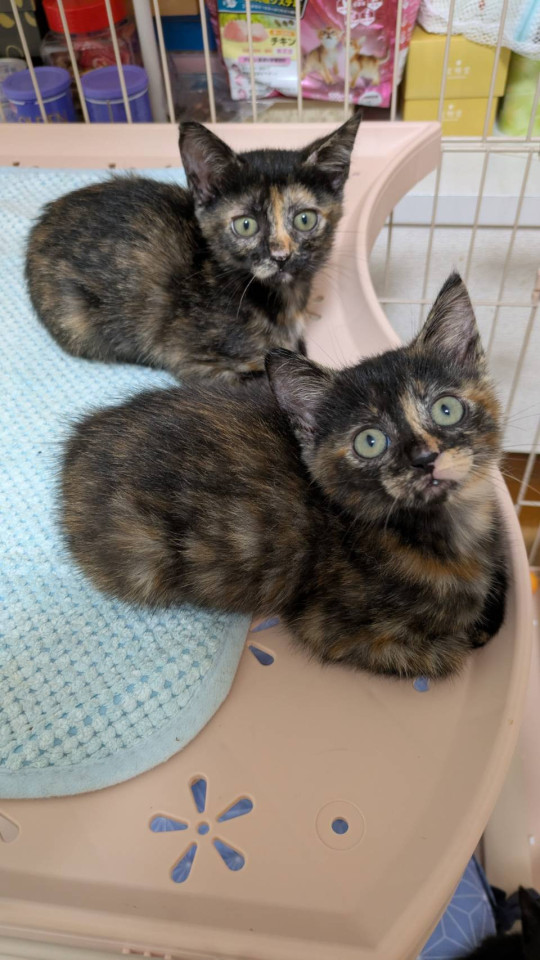 可愛いサビ子猫姉妹