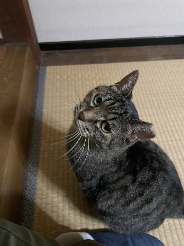 苦労してきたキジトラ小梅さん。一匹飼希望
