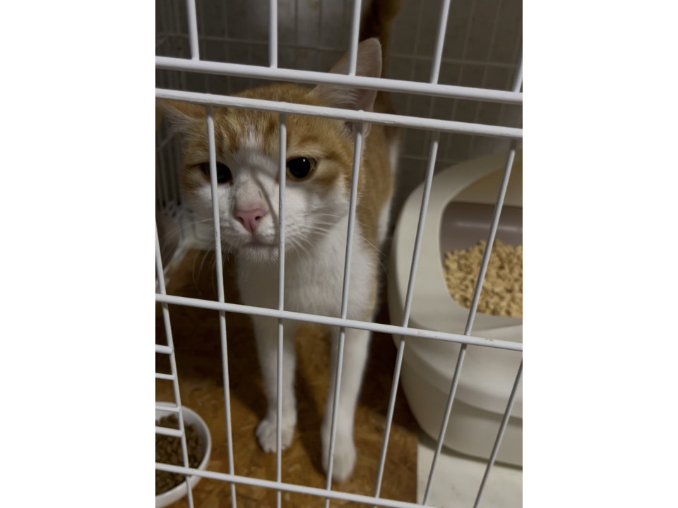 人慣れ環境慣れ抜群!な茶白くん