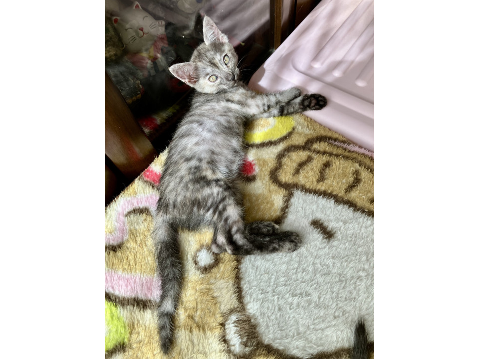 グレーパステルサビちゃん