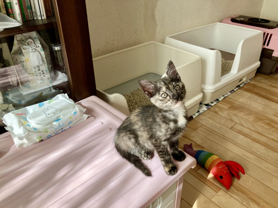 可愛らしいサビ猫ちゃん