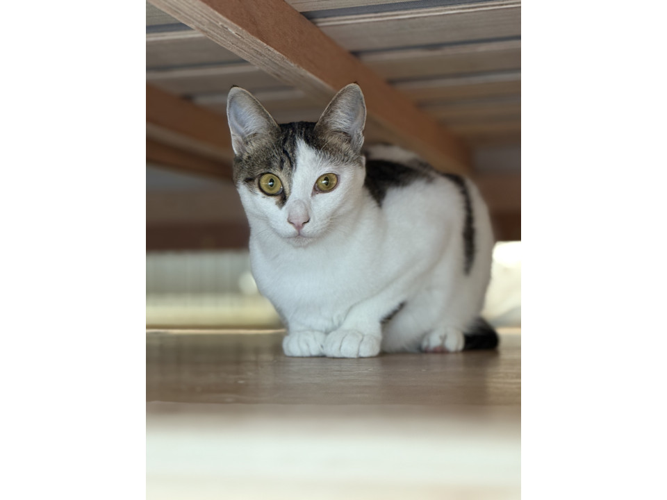 人懐っこい女の子