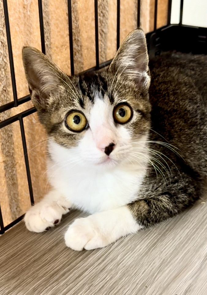 穏やかな可愛らしい雉白くん