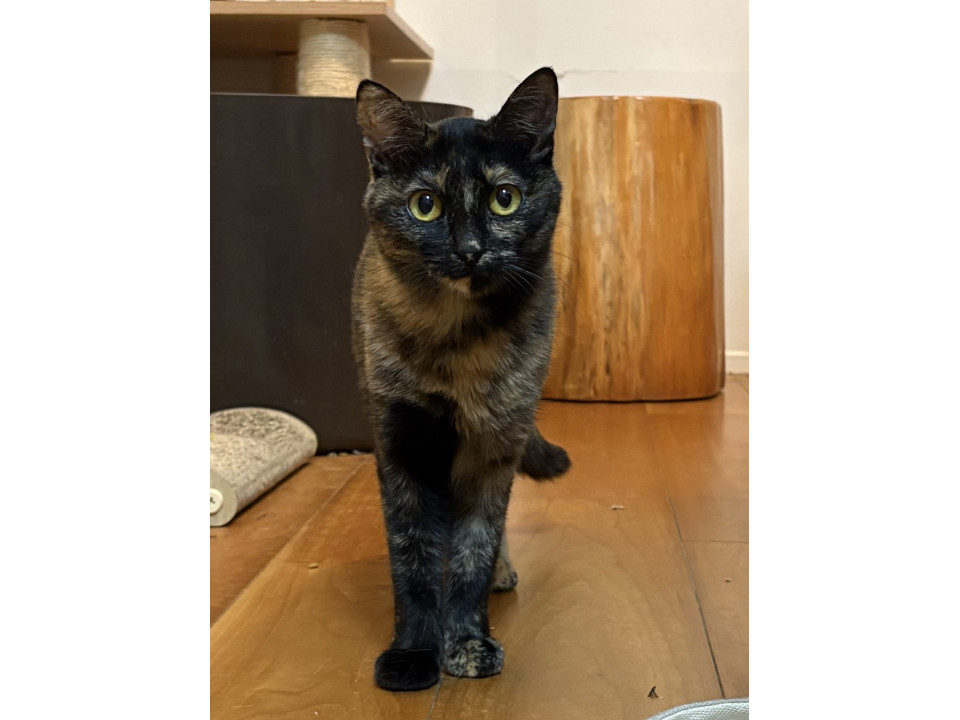 4ヶ月半可愛い?サビミケ柄の女の子