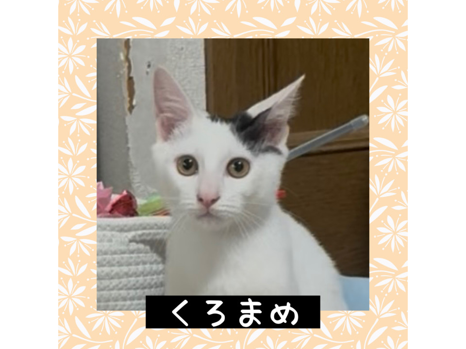 甘えたくん❤️くろまめ君