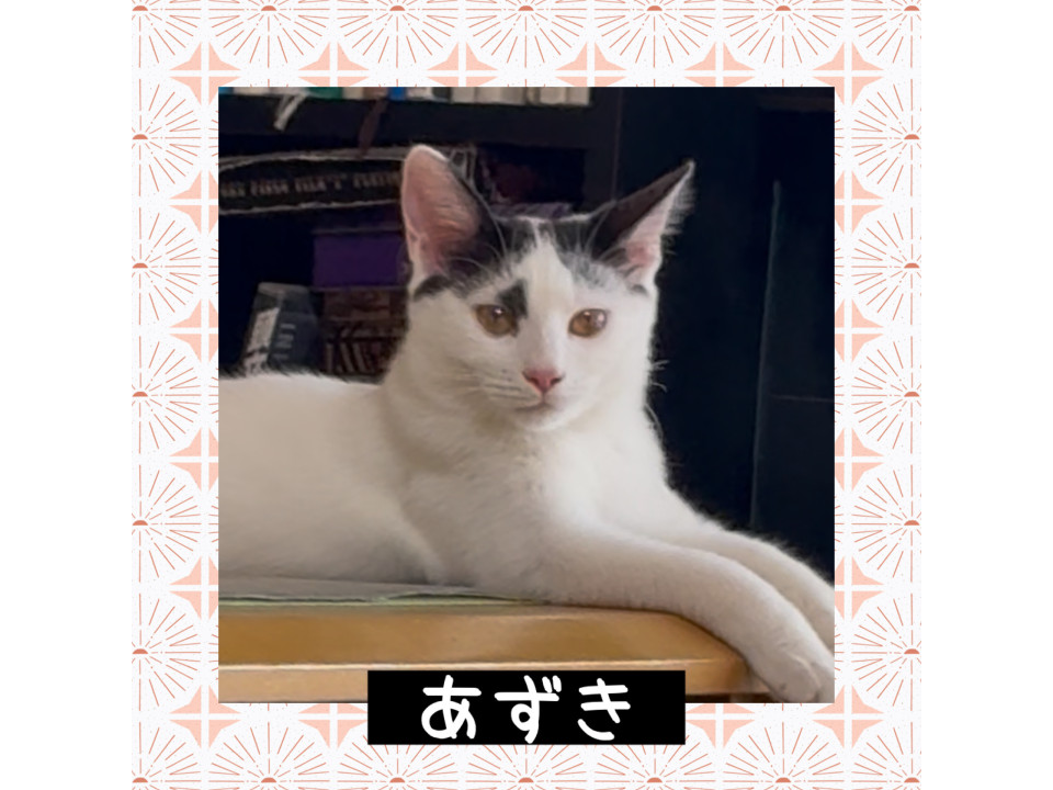 ふわふわ美少女❤️あずきちゃん